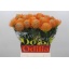 product/img.floraplaza.nl/117751-50-LIVE_fotos-0x20A41F509651590F56CE8645858224A99D15CE21.jpg