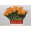 product/img.floraplaza.nl/117751-50-LIVE_fotos-0xE3FD03BABF1CD86DA9651B1F986D5EF12C085D20.jpg