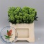 product/img.floraplaza.nl/117814-35-LIVE_fotos-0x2DF9C65EF568F4446195150EAD2A939B80B6ABE8.jpg