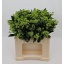 product/img.floraplaza.nl/117814-35-LIVE_fotos-0xA9EE99A4B2D9268C6106D486ED5888D06371C14E.jpg