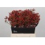 product/img.floraplaza.nl/117881-45-LIVE_fotos-0xC2D06E6DDD20363CB0B645AD2128899085F93842.jpg