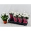 product/img.floraplaza.nl/117904-13-LIVE_fotos-0xED431CE13CCDDF9A91E65FB7DE158AECB5817171.jpg