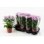 product/img.floraplaza.nl/117905-13-LIVE_fotos-0x5213C4EE5A75E606BB7E040D681CCBE1DA7CCE79.jpg