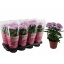 product/img.floraplaza.nl/117905-13-LIVE_fotos-0x7FD118F1014147AE61A842045004F14DBBE0AB24.jpg