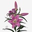product/img.floraplaza.nl/117994-90-ART_Fotos-VBN-vbn117994.jpg