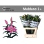 product/img.floraplaza.nl/117994-90-LIVE_fotos-0xECB9AAB269804A85CD599A39D53B4C6A18A9097C.jpg