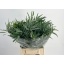 product/img.floraplaza.nl/118-50-LIVE_fotos-0xC30F8C14ABA09752386897CB1CBE512EA3946C4F.jpg