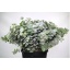 product/img.floraplaza.nl/118-50-LIVE_fotos-0xFA7F0B7BF3E9D71D2E0DDEC3ED8D36E2E7DAB6EF.jpg