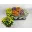 product/img.floraplaza.nl/118110-14-LIVE_fotos-0x93D48F28B529EDFB00A4CE64F924002D5F3825FC.jpg