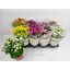 product/img.floraplaza.nl/118110-14-LIVE_fotos-0xAC4A5ABF1A30E9B05EB74B0B5C671BA20E2B12F0.jpg