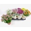 product/img.floraplaza.nl/118110-14-LIVE_fotos-0xD5A3779E5FD02FD587346BF67E1D96BFBB628311.jpg