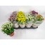 product/img.floraplaza.nl/118110-14-LIVE_fotos-0xDEA2E69F8ABEE7982CD95A7A1612262A84673422.jpg