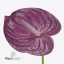 product/img.floraplaza.nl/118139-ART_Fotos-VBN-vbn118139.jpg
