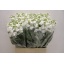 product/img.floraplaza.nl/118179-ASSORTI_fotos-TOPB-Matthiola phantom white.JPG