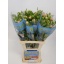 product/img.floraplaza.nl/118306-60-ASSORTI_fotos-MVA-Monarch - Ariadne (1).jpg
