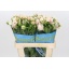product/img.floraplaza.nl/118306-60-LIVE_fotos-0x0F6E7FF559D6878C4E6C17EE27AB96F2B32C2CF6.jpg