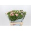 product/img.floraplaza.nl/118306-60-LIVE_fotos-0x841ED5B2C2C0994D3A8F27B721125238266BD5E5.jpg