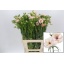 product/img.floraplaza.nl/118306-60-LIVE_fotos-0xA12AE4440DDC7751309D55A9FF19B8934AB28F30.jpg