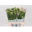 product/img.floraplaza.nl/118306-60-LIVE_fotos-0xC18BE40CDBA45DF28C0A36E2E7A83685B3967075.jpg