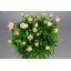 product/img.floraplaza.nl/118306-60-LIVE_fotos-0xE36506223793EB224BA06F5A52627CF47F98E43F.jpg