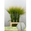 product/img.floraplaza.nl/11835-75-LIVE_fotos-0x21DD2B5F87949B0B7DD8E552D4244A414CD0DAAB.jpg