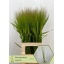 product/img.floraplaza.nl/11835-75-LIVE_fotos-0x2B9EE3CCB74CD852E825C2FFBA7EFE57369B67B3.jpg