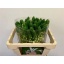 product/img.floraplaza.nl/118425-50-LIVE_fotos-0x312AEFF7D079CBC1BEA5A5B85F9650011834E668.jpg