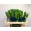 product/img.floraplaza.nl/118425-55-LIVE_fotos-0x58CE370C86B07BAFBF9A7BAE9310C5884406D397.jpg