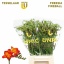 product/img.floraplaza.nl/118508-52-LIVE_fotos-0xB7917F69DAC8B7BA7B54D2B445393414CB02A92C.jpg