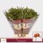 product/img.floraplaza.nl/118508-52-LIVE_fotos-0xD65DD51033D1C13B5332B3D45F904514106C4A9D.jpg