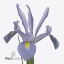 product/img.floraplaza.nl/118510-ART_fotos-VBN-vbn118510.jpg