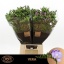 product/img.floraplaza.nl/118519-50-LIVE_fotos-0x8AFD44098F0725FB1281B21DBFFF68B9AF898B91.jpg