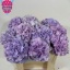 product/img.floraplaza.nl/118573-50-LIVE_fotos-0x079C63AFBBD5ABB91C475A7D37C424AE4C19C83A.jpg