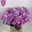 product/img.floraplaza.nl/118573-80-LIVE_fotos-0xD02F31B99150FBB9338EF0CBA3A4CC41716EA4A9.jpg