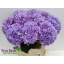 product/img.floraplaza.nl/118573-80-LIVE_fotos-0xF6B05F4D9F83F09423607E2C59831712D63FAF6C.jpg