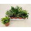 product/img.floraplaza.nl/118580-12-LIVE_fotos-0xA3AF2BDA2C86A134A3A3390A535F5C6D5A6B332F.jpg