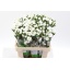 product/img.floraplaza.nl/118623-65-LIVE_fotos-0x43C49CC925FDA16437973ED9FB8809537DE9E921.jpg