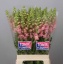 product/img.floraplaza.nl/118691-70-LIVE_fotos-0xCAC1129BBA8318B43B255A4C8CD153561C74E44A.jpg