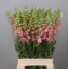 product/img.floraplaza.nl/118691-70-LIVE_fotos-0xF9698C7689BCD67127B83F966F92637DD8378E6B.jpg