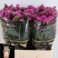 product/img.floraplaza.nl/118693-65-LIVE_fotos-0x8AD0E91D8CC3082FC7B5C424C606BD1CC1C9B6D2.jpg