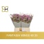 product/img.floraplaza.nl/118716-60-LIVE_fotos-0x40A383FCDA5B970AD4CAFB92FAE2910D90E1D375.jpg