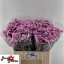 product/img.floraplaza.nl/118716-60-LIVE_fotos-0x75198408FB8729CE782168973E8CDAF6CE02A3A2.jpg