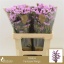 product/img.floraplaza.nl/118716-60-LIVE_fotos-0xDC4C0FB524DA34C753D2A4789E8BD47F445E6DFA.jpg