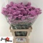 product/img.floraplaza.nl/118716-70-LIVE_fotos-0x2B3AC428E08B1F7388AC1F3C22172ED247E257A1.jpg
