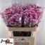 product/img.floraplaza.nl/118716-70-LIVE_fotos-0x3B747C2D5BD036394128BE76863688E1FB250EB5.jpg