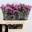 product/img.floraplaza.nl/118716-70-LIVE_fotos-0x645FC2D830071B379690D5A5F6E56B7B5CBF50DD.jpg