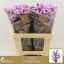product/img.floraplaza.nl/118716-70-LIVE_fotos-0xA77B4CD4DD37AB2B9CA0DDC12315BDAD32C1A51A.jpg