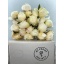 product/img.floraplaza.nl/118766-55-LIVE_fotos-0x1BF294C40107D3FE9A3806BCFFC54C6E3A86CAF5.jpg