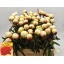 product/img.floraplaza.nl/118766-55-LIVE_fotos-0x40EB295A861CC3B222276F24D90210F3ED35281A.jpg