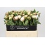 product/img.floraplaza.nl/118766-55-LIVE_fotos-0xAF8779B574D235A8FC5BAA8CDA5930813EB65702.jpg